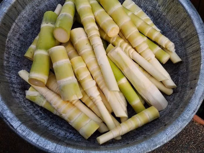 Một trong những đặc sản Điện Biên không thể không nhắc đến đó là măng đắng. Thực phẩm này được nhiều người chọn mua về làm quà. Măng đắng Điện Biên được dùng chế biến thành các món ăn quen thuộc như: luộc, xào, hầm xương, nộm,... Ảnh Internet