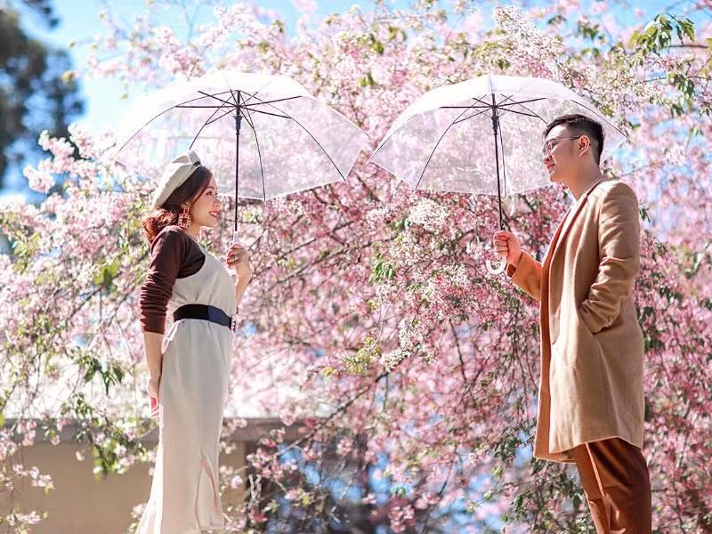  Đà Lạt: Thành phố ngàn hoa Đà Lạt là điểm du xuân lý tưởng với những vườn hoa nằm rải rác từ trung tâm thành phố đến vùng ngoại ô. Tâm điểm của mùa xuân Đà Lạt chính là mai anh đào. Ảnh Internet
