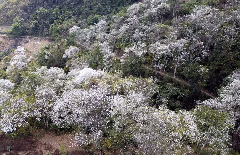 Hòa mình với bản Nậm Cứm (huyện Mường Ảng) – góc bình yên giữa mùa hoa. Đây là điểm đến dành cho những ai yêu thích sự yên tĩnh, muốn hòa mình vào cuộc sống của đồng bào dân tộc Mông và tận hưởng khung cảnh thiên nhiên thơ mộng. Ảnh Internet