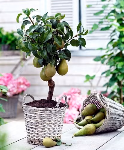 Chậu bonsai lê lùn lạ mắt trang trí hiên nhà cũng rất đẹp.