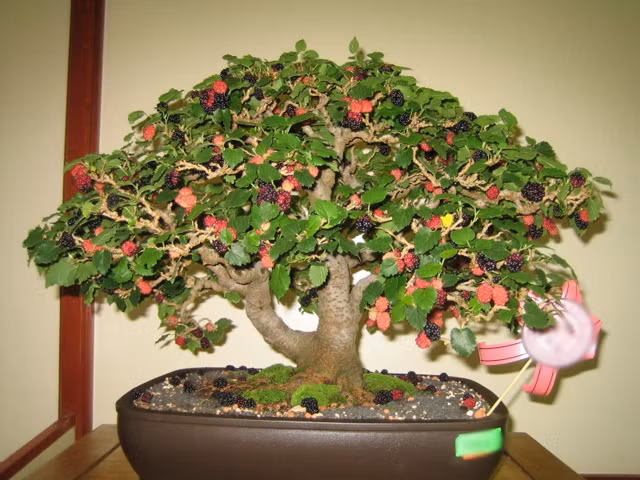 Cây dâu tằm cũng có thể trồng tạo thế bonsai đẹp.