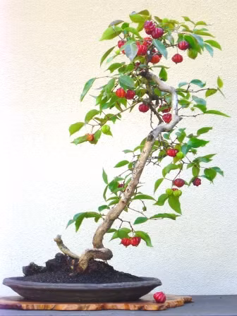 Cherry barbados có thân mềm nên rất dễ tạo dáng. Quả cherry màu đỏ tươi rất hợp với không khí lễ Tết trong nhà.