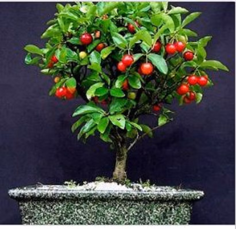 Cây cherry khiến chậu bonsai trở nên lạ mắt.