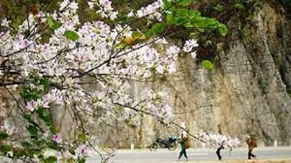 Hoa ban là loài hoa đặc trưng của núi rừng Tây Bắc. Khoảng thời gian hoa ban nở rộ đẹp nhất là từ tháng 2-3 nhưng bạn nên tham khảo một số địa điểm ngắm hoa ban đẹp nhất ở Việt Nam để kịp lên kế hoạch cho chuyến đi của mình ngay từ bây giờ. Ảnh: Dulich24h.