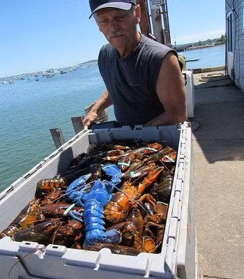 Một ngư dân đánh bắt tôm hùm ở Massachusetts, Mỹ, vô cùng may mắn khi phát hiện con tôm hùm màu xanh dương quý hiếm trong lưới.