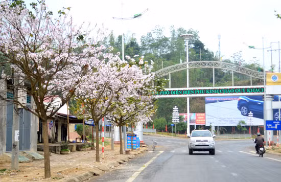 Một số điểm đến cụ thể ở Điện Biên dễ dàng ngắm hoa ban nhất bạn có thể tham khảo như: huyện Mường Ẳng, huyện Điện Biên, huyện Điện Biên Đông, huyện Tủa Chùa, hay dọc theo con đường chính của thành phố Điện Biên Phủ, đường Võ Nguyên Giáp, hoặc trong khu vực đồi A1 lịch sử cũng có rất nhiều. Ảnh: Abay.
