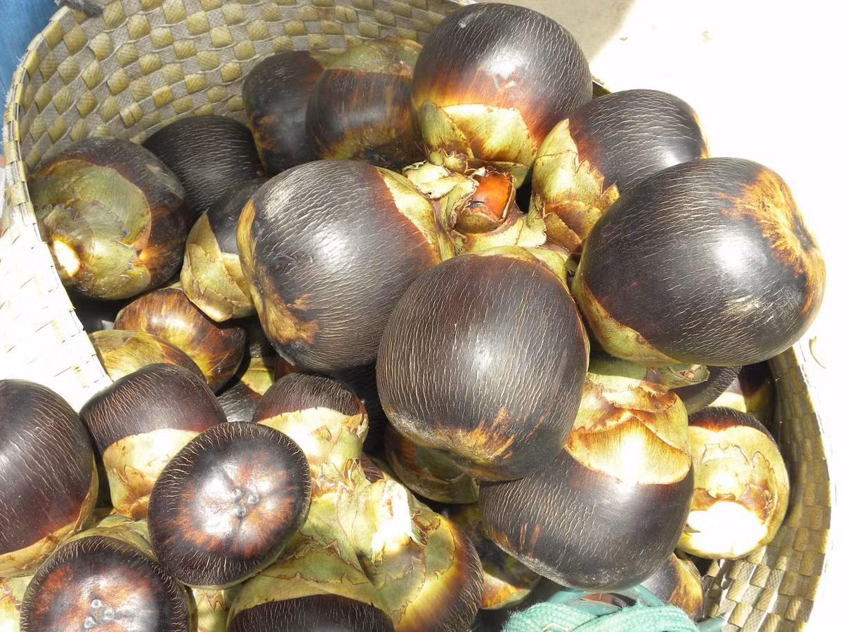 Khoảng đầu tháng 11 ở nhiều tỉnh miền Tây, đặc biệt ở An Giang bắt đầu thu hoạch quả thốt nốt. Ngoài việc nấu đường thốt nốt để bán, người dân ở đây còn sáng tạo ra rất nhiều món ăn từ quả thốt nốt hút khách du lịch. Ảnh: Dân Việt.