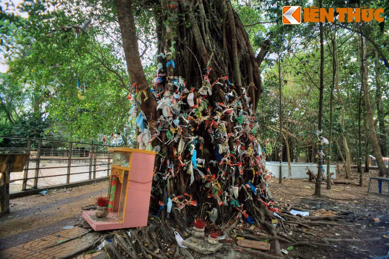 Bên ngoài chánh điện chùa là khuôn viên xanh mát rợp bóng cây cổ thụ, không gian mát mẻ, thanh tịnh.