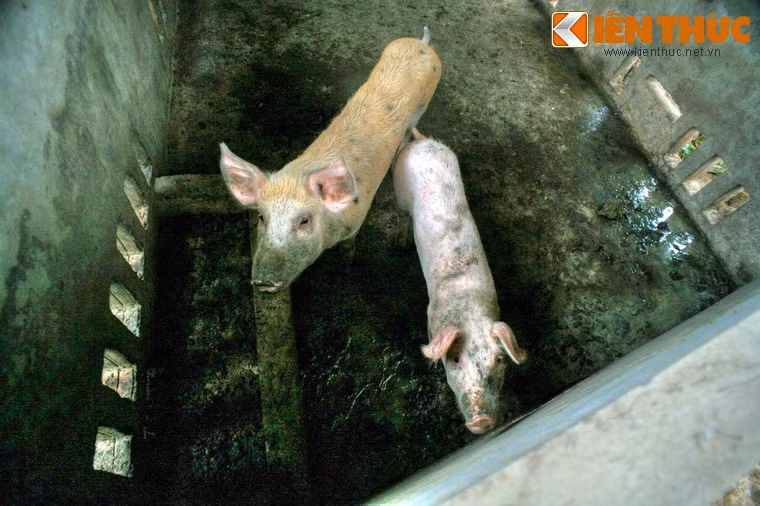 Cạnh khu mộ còn có một khu chuồng nuôi heo 5 móng do các gia đình trong khu vực gửi tới chùa. Những con heo “thành tinh” ở đây được nuôi dưỡng cẩn thận, khi chết được chôn cất tử tế.