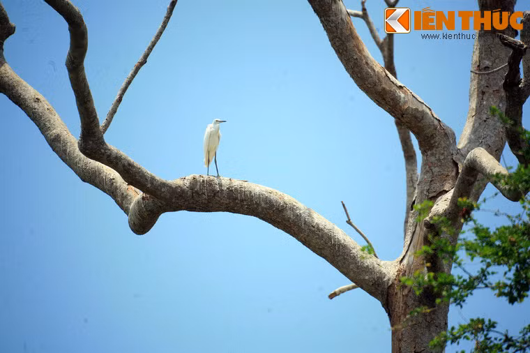 Không chỉ có kiến trúc đẹp, chùa Nodol còn được biết đến với khu vườn lớn um tùm cây cối, thu hút rất nhiều loài chim hoang dã như cò trắng, cò mỏ vàng, cò mỏ đen… đến cư trú. Đây là nguồn gốc tên gọi dân dã “chùa Cò”.