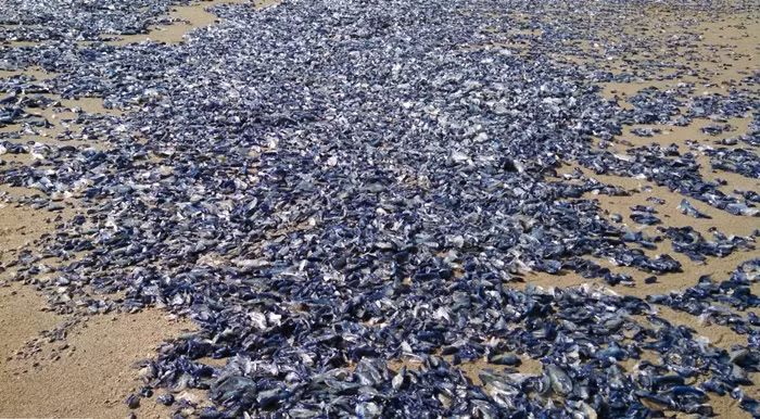 Theo các chuyên gia, năm nay có quá nhiều velella velella trên các bãi biển một cách bất thường, bao gồm bãi biển Seaside, Manzanita, Astoria và Rockaway.
