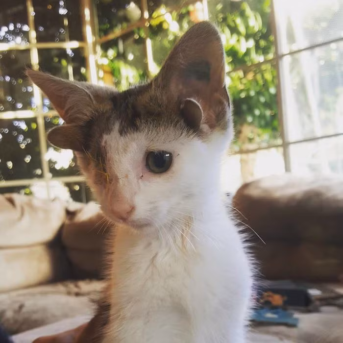  Chú mèo Frankie, tên đầy đủ là Frankenkitten là một chú mèo kỳ lạ nhưng cũng rất nổi tiếng.