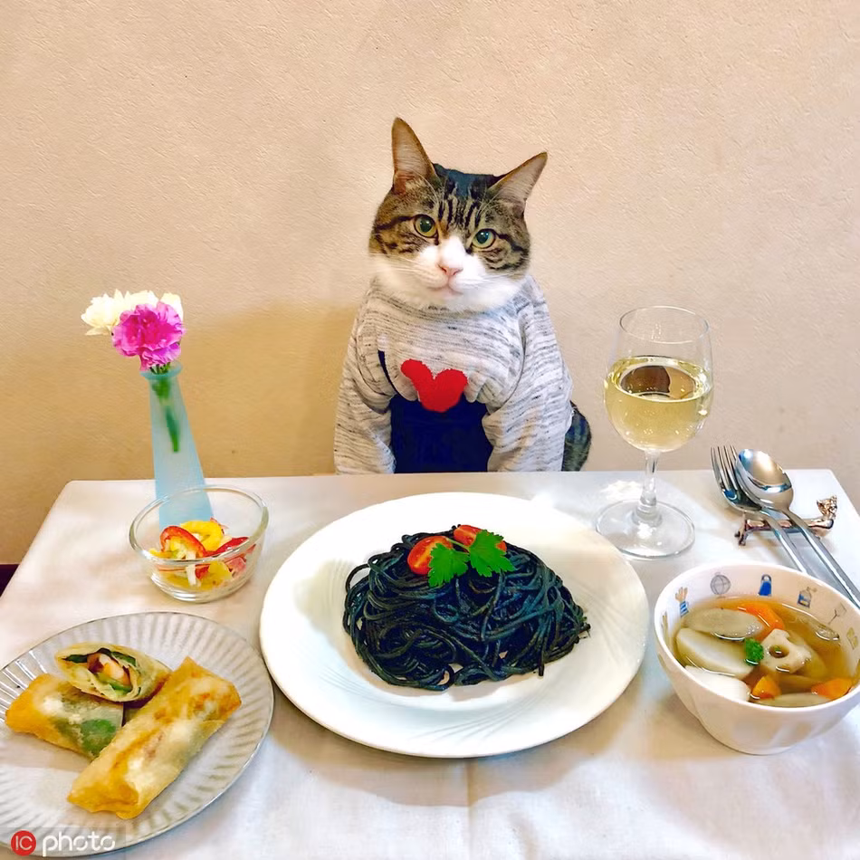 "Maro là một con mèo tuyệt vời, nó rất ngoan ngoãn và dễ chịu. Dù phải mặc các trang phục khác nhau, Maro vẫn chịu đứng yên để tôi chụp ảnh", cô Rie Matsui nói.