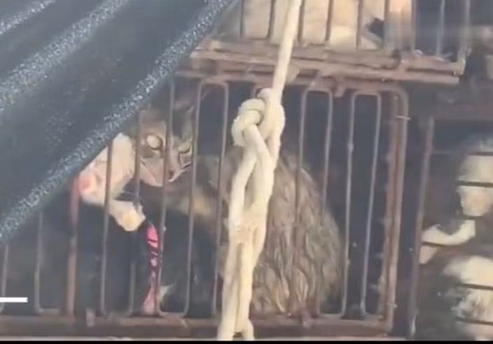 Nghe tiếng kêu rợn người trong xe tải, phát hiện chuyện kinh hoàng - Hình 2 Nghe tieng keu ron nguoi trong xe tai, phat hien chuyen kinh hoang-Hinh-2