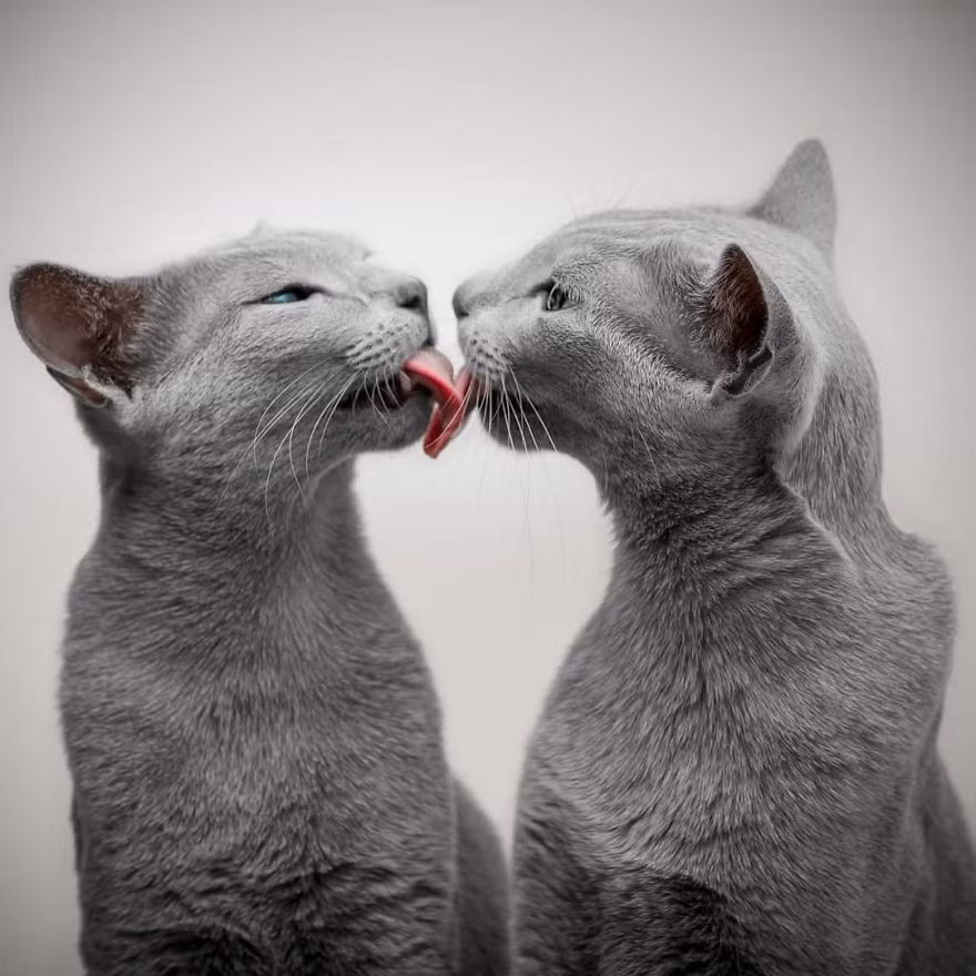 Tuy vậy, Xafi và Auri có tính cách khác hẳn nhau. Trong khi Xafi dịu dàng, thoải mái thì Auri rất nghịch ngợm, cứng đầu, đôi lúc còn gây ra phiền toái.