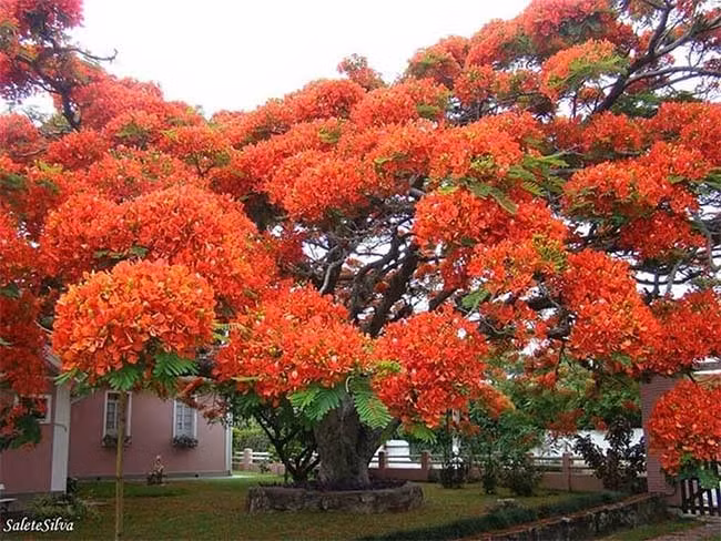 8. Cây phượng đỏ ở Brazil Cây phượng đỏ rực rỡ này là loài cây đặc trưng của Madagascar nhưng nó cũng phát triển rất nhiều ở các vùng nhiệt đới trên khắp thế giới.