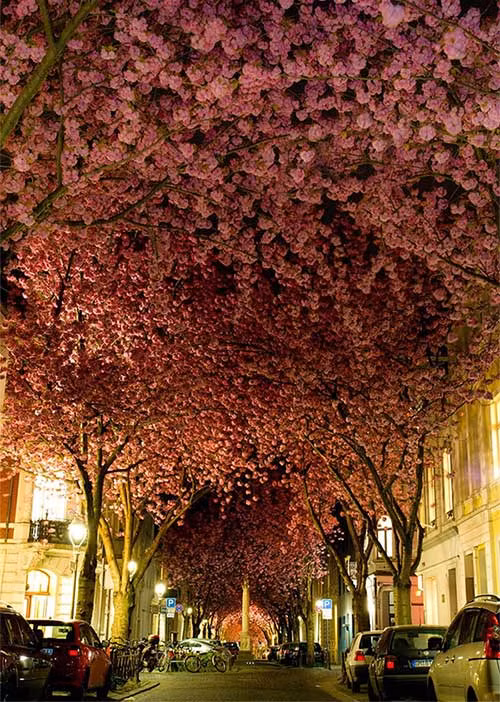 6. Cây hoa anh đào ở thành phố Bonn, Đức Mỗi năm cứ đến tháng Tư, một con đường tại thành phố Bonn, Đức biến thành một đường hầm hoa anh đào đẹp mê hoặc. Khi đi bộ dưới đường cây này, bạn sẽ có cảm giác khoan khoái và quên đi những ồn ào, xô bồ của cuộc sống phố thị.