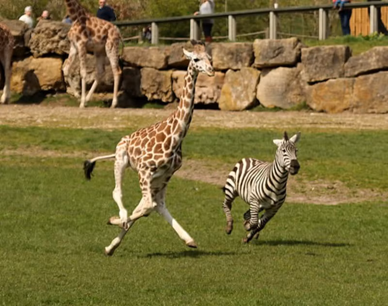 Chet cuoi canh ngua van va huou cao co thi chay-Hinh-3