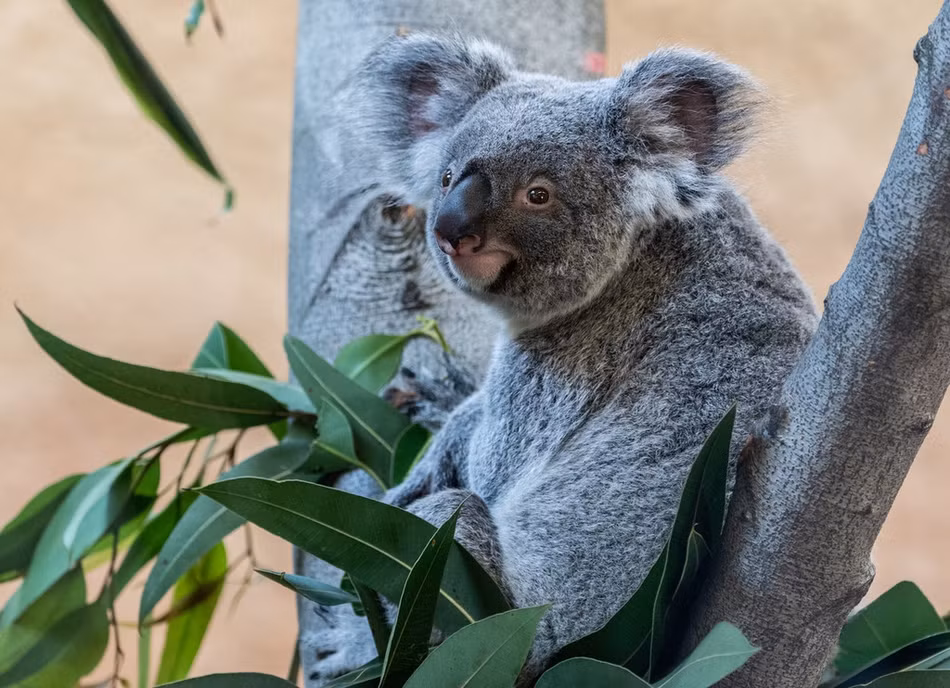 Gấu koala được biết đến là chủ yếu ngủ vào ban ngày, chỉ đêm mới thức dậy để ăn. Vì vậy, chứng kiến một gấu koala ăn uống vào ban ngày là chuyện khá thú vị.