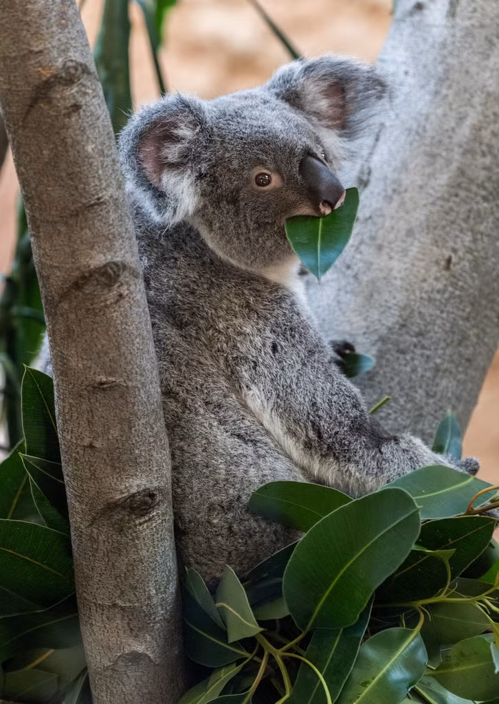 Điều lạ lùng là gấu koala ngủ tới 18-20 tiếng mỗi ngày và không hề cảm thấy điều đó là bất thường. Chúng cũng rất hiếm khi uống nước.