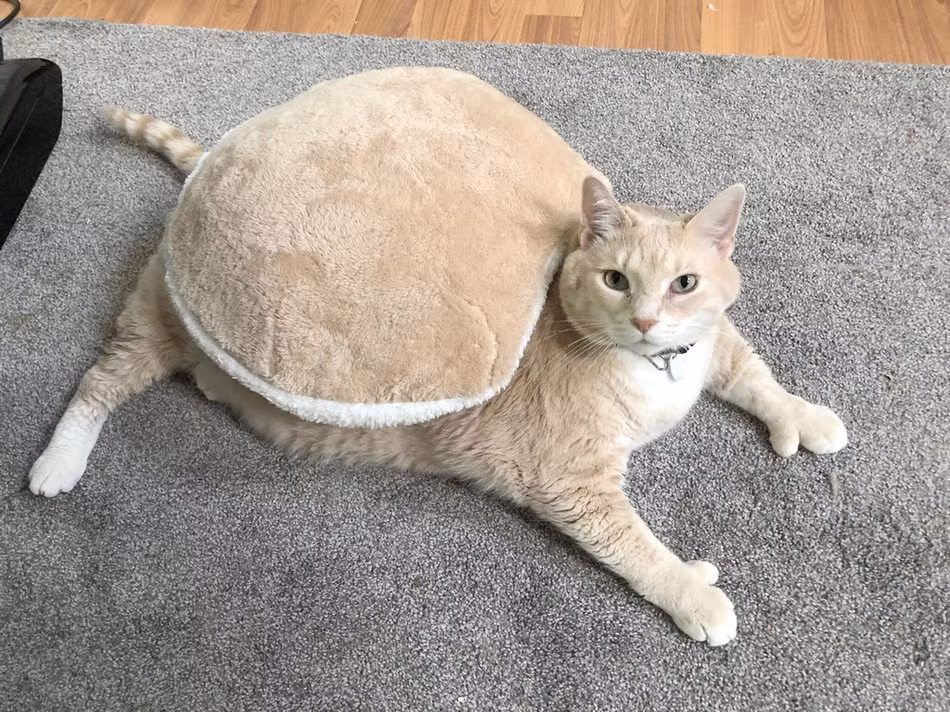 Khi chú ta nặng tới gần 14kg, cơ thể béo ục ịch đã khiến cặp đôi Mike và Megan vô cùng ngạc nhiên, lo lắng. Họ bắt đầu lên kế hoạch giúp Bronso giảm cân.