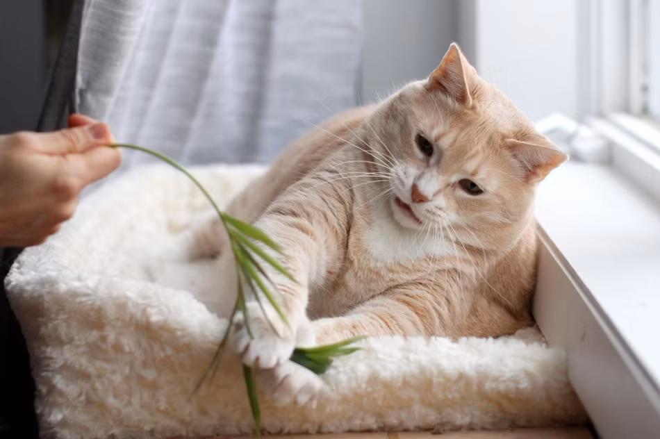 Anh Mike Wilson, một người yêu mèo và bạn gái của mình là cô Megan đã nhận nuôi chú mèo Bronso vào tháng 4 năm ngoái, để Bronso sống cùng với hai con mèo khác của họ.