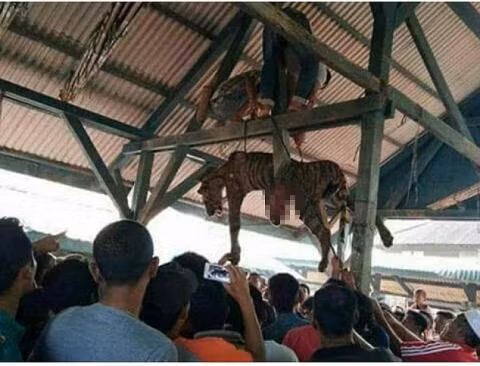 Tuy nhiên, nhiều cư dân ở Sumatra lại tìm cách săn bắt và giết hại giống hổ quý này vì họ cho rằng chúng là quái thú yêu tà. Người dân tin rằng loài hổ này bị biến đổi gen. Chúng sở hữu sức mạnh siêu nhiên, có thể thành tinh và biến hình để trà trộn vào cộng đồng gây nguy hiểm cho xã hội và làm hại con người.