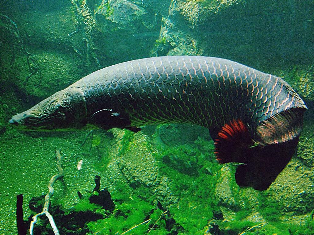 Hải tượng long. Hải tượng long.