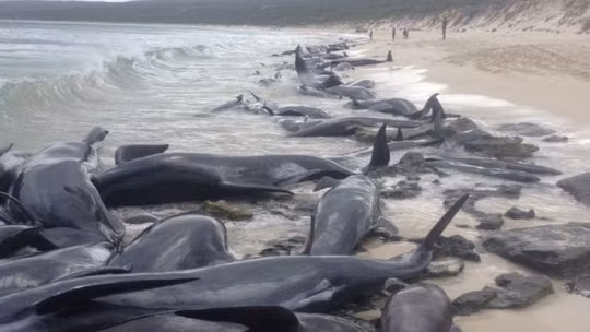 Ảnh: Western Australia Government