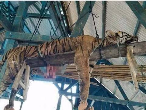 Sau khi sinh vật này mắc bẫy, dân làng đã hợp sức đánh chết, sau đó mổ bụng moi gan, treo xác ở giữa làng trong nhiều ngày. Dân làng tin rằng đây là cách để diệt trừ hiểm họa. Họ sẽ còn tiếp tục truy giết những con hổ Sumatra khác. Nhân viên chức năng và những quan chức làm việc tại Cơ quan bảo tồn tài nguyên Thiên nhiên Indonesia đã làm việc và khuyên ngăn người dân nhưng khó lòng thay đổi ý niệm của họ về sinh vật này.