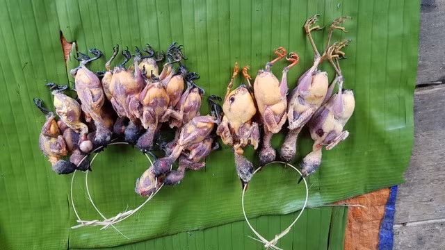 Và, xin hãy để những bức ảnh lên tiếng, để cùng nguyện cầu cho một ngày con người thôi mông muội, ích kỷ và tàn độc giết chóc những loài muông thú vô tội. Nhiều loài được xem như báu vật thiên nhiên quý hiếm đứng trước nguy cơ tuyệt chủng, đã và được nhân loại tiến bộ kêu cầu bảo vệ, nhưng, chúng vẫn không thôi rên xiết giữa hai hàm răng và trong cái dạ dày tham lam mênh mông của con người. Ảnh: Chim rừng bị vặt lông khi còn đang sống, xâu lạt thành chuỗi như vòng nguyệt quế, bày bán kín cả một góc chợ tỉnh Hủa Phăn, Lào.