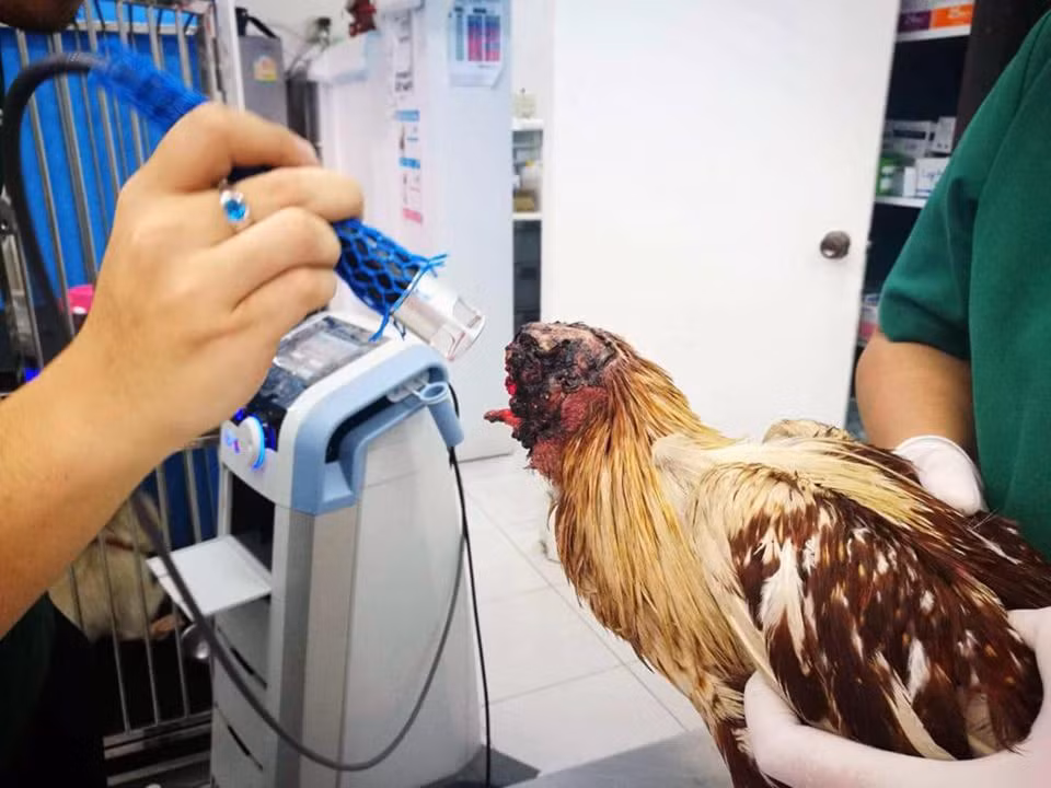 Một bác sĩ thú y tên Supakadee Arun Thong được tin là đang chăm sóc con gà bằng cách thả thức ăn vào cổ nó và cho uống thuốc kháng sinh.