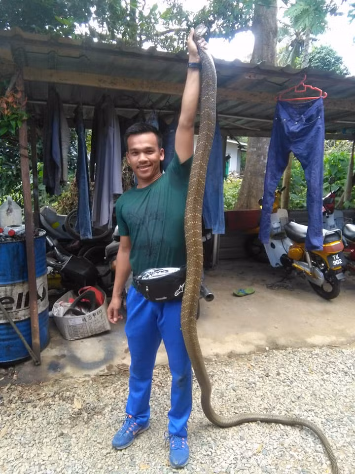 Hổ mang chúa ước tính dài hơn 3 mét.