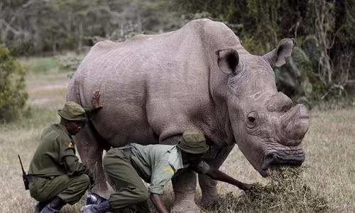 Tê giác trắng Sudan