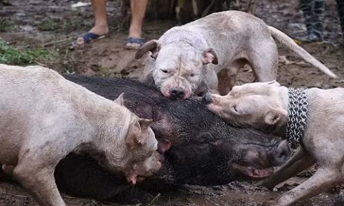 Hình ảnh 3 chú chó săn Dogo đang cắn xé lợn rừng trong những trận tử chiến trước đó.