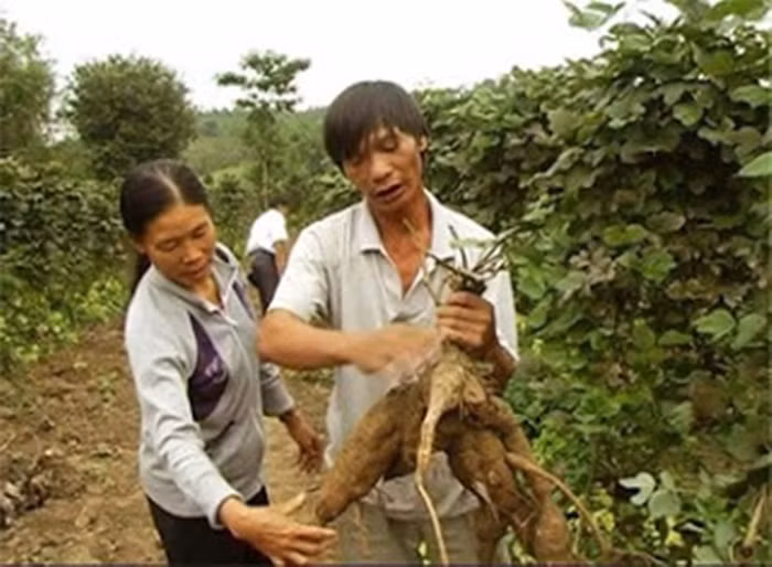 Bai thuoc hay tu cay san day chua benh cuc hieu nghiem