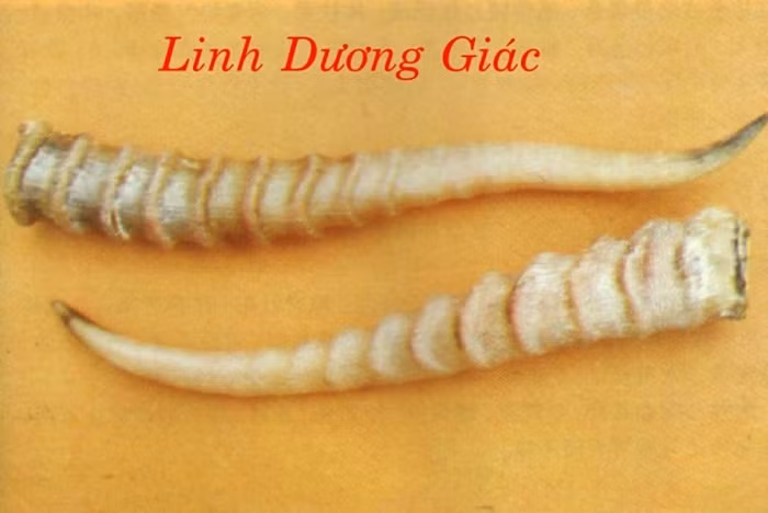 Các bài thuốc từ sừng động vật như dê, hươu, trâu đều được áp dụng chữa bệnh hiệu quả. Sừng dê (linh dương giác) có các chất protid, phốt phát canxi và nhiều loại muối vô cơ khác có tác dụng hạ sốt, chống co giật, hạ huyết áp và làm chậm nhịp tim. Ảnh: Agrawood.