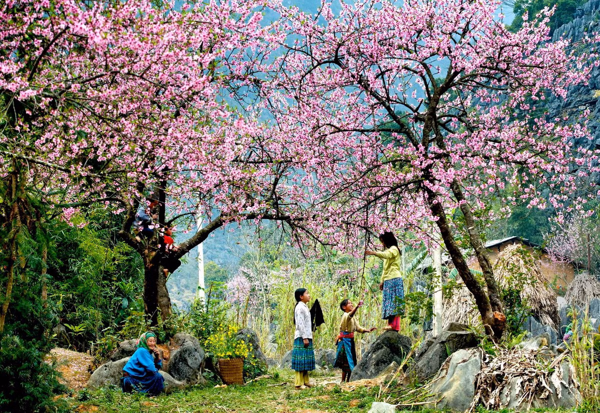 Ai đã đến Sapa đều không khỏi ngỡ ngàng trước vẻ đẹp của núi rừng Tây Bắc,Sapa cũng có 4 mùa xuân, hạ, thu, đông và mỗi mùa ở đây đều mang một nét đẹp riêng. Đến Sapa vào dịp đầu năm du khách có cơ hội chiêm ngưỡng vẻ đẹp rực rỡ của Sapa vào mùa xuân.