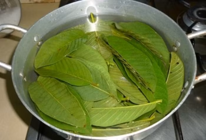 Cho 3 chén nước vào nồi đun sôi, sau đó giảm nhỏ lửa xuống rồi cho khoảng 10 lá ổi non vào đun tiếp cho đến khi nước chuyển thành màu xanh. Sau đó bỏ bã chắt lấy nước súc miệng. Ảnh: Rungtoc.