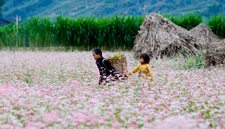 Loài hoa này lúc chớm nở có màu trắng, sau chuyển sang phớt hồng và đỏ sậm. Đây cũng là dịp để du khách từ khắp mọi miền đất nước đổ về Hà Giang chiêm ngưỡng vẻ đẹp hiếm có này. Ảnh: ivuvu.com.