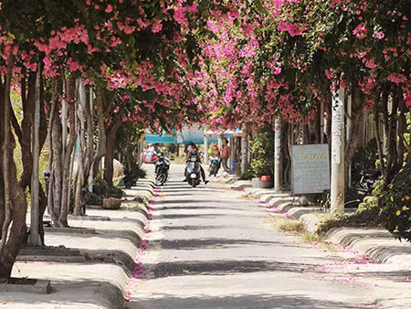 Nhiều khách du lịch Nha Trang đã tìm đến con đường này để thưởng lãm một vẻ đẹp bình yên hiếm thấy. Ảnh: Người lao động.