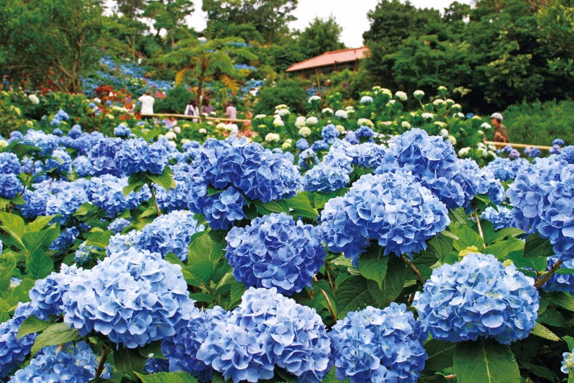 Bạn có thể đến Kamakura, Hakone, thủ phủ của loài hoa này để chiêm ngưỡng vẻ đẹp diệu kỳ mà thiên nhiên ban tặng cho loài hoa tượng trưng cho mùa mưa của Nhật Bản.