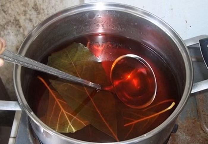 Lá bơ chữa bệnh tiểu đường. Dùng khoảng 7-10 lá bơ tươi trên cây vừa mới hái bỏ vào nồi và thêm vào 1,5 – 2 lít nước sạch, sắc lấy 5 bát để nguội rồi cho vào tủ lạnh dùng dần. Mỗi ngày uống 3 lần vào sáng, trưa và tối. Ảnh: Bomocchau. (Thông tin trong bài chỉ mang tính chất tham khảo, trước khi sử dụng bài thuốc, bạn vui lòng hỏi ý kiến bác sĩ).