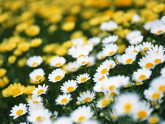 2. Tăng cường hệ miễn dịch. Một nghiên cứu được công bố trên tạp chí Lancet Infectious, Đại học Connecticut chỉ ra rằng, hoa cúc dại phòng ngừa cảm lạnh và rút ngắn thời gian cảm lạnh rất tốt.