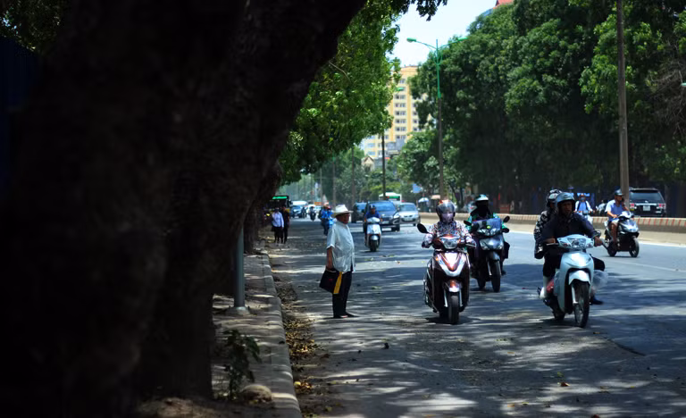 Hàng cây với tán lá xum xuê, xanh mát trên đường Phạm Văn Đồng tới đây sẽ không còn nữa.