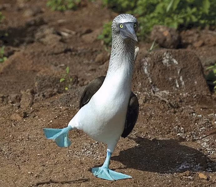 Quần đảo Galapagos là công viên quốc gia của Ecuador và cũng là khu dự trữ hải sinh học quý báu của đất nước này. Ngôn ngữ chính trên đảo là tiếng Tây Ban Nha.