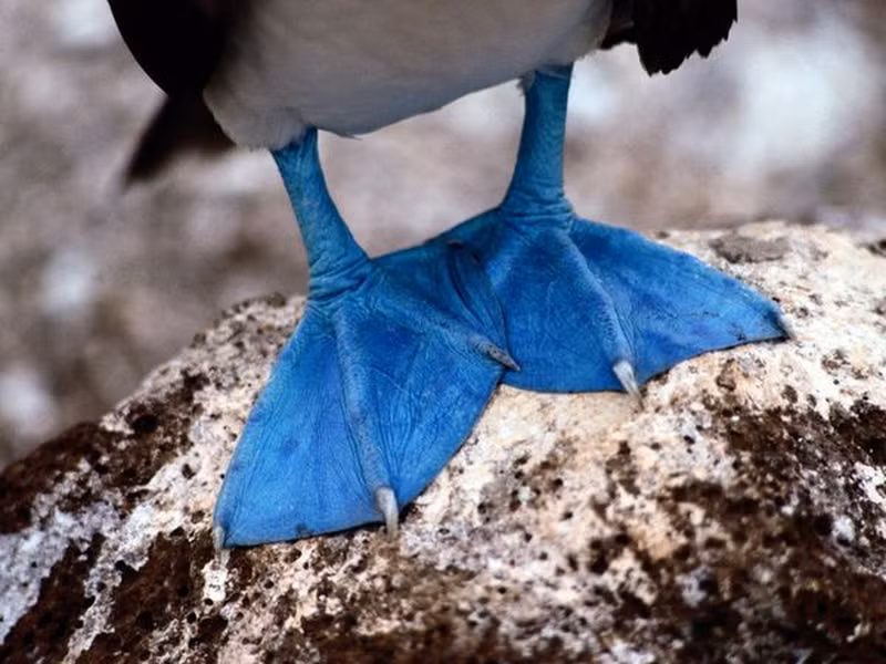 Những con chim booby nào có đôi chân màu xanh sáng sủa, màu sắc trên đôi chân càng sáng thì cho thấy càng khoẻ mạnh, chất lượng gen càng tốt và từ đó sẽ “mang lại” cho chúng những đứa con đẹp hơn.
