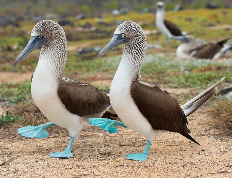 Điểm nổi bật của loài chim booby đáng yêu là chúng có đôi chân màu xanh lam sáng. Màu xanh lam của chân chim booby có được một phần nhờ các chất dinh dưỡng trong cá tươi.