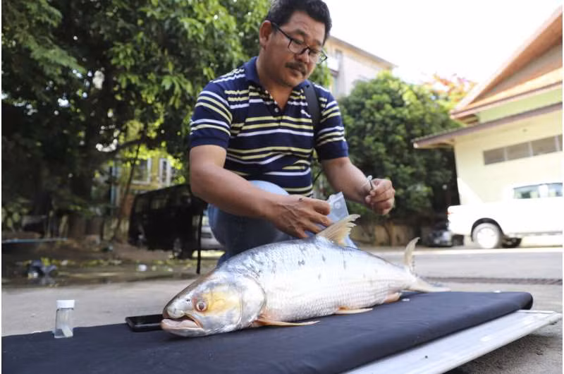 Bunyeth Chan, đồng tác giả nghiên cứu và là nhà nghiên cứu tại Đại học Svay Rieng ở Campuchia, cho biết: "Tôi thực sự ngạc nhiên và phấn khích khi lần đầu tiên được tận mắt nhìn thấy những con cá thật". Các nhà nghiên cứu cho biết những lần nhìn thấy này mang lại cho họ hy vọng mới về số phận của loài này. Một biệt danh của loài này là "cá ma". Ảnh: Wonders of the Mekong