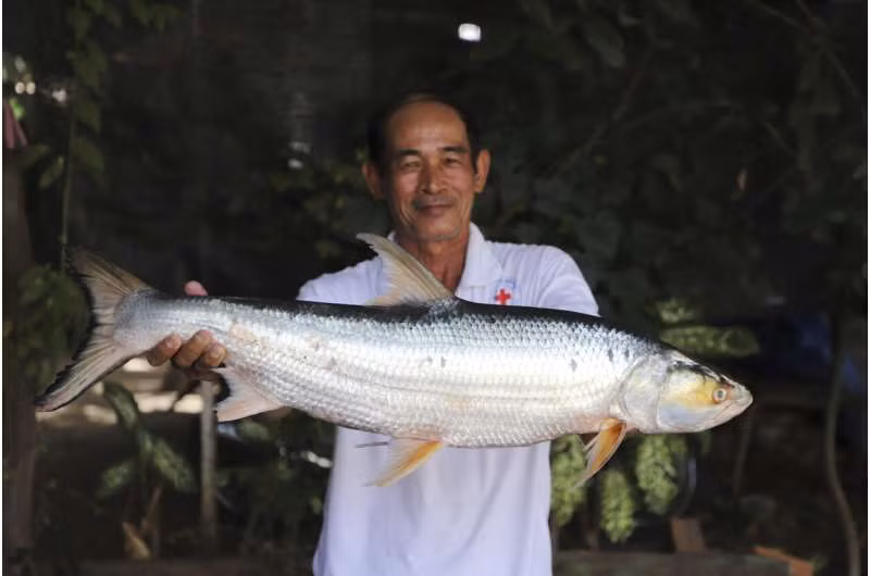 Chheana Chhut, một nhà nghiên cứu tại Viện Nghiên cứu và Phát triển Thủy sản Nội địa ở Phnom Penh, Campuchia, cho biết: "Cá chép hồi khổng lồ giống như biểu tượng của khu vực sông Mê Kông". Ảnh: Chhut Chheana/Wonders of the Mekong